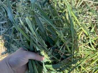 Oaten hay 23/24 season