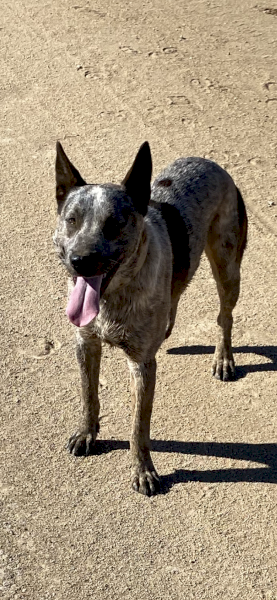 Blue brindle cattle dog | Farm Tender