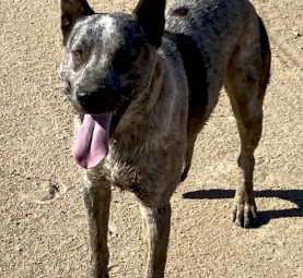 Blue brindle cattle dog 