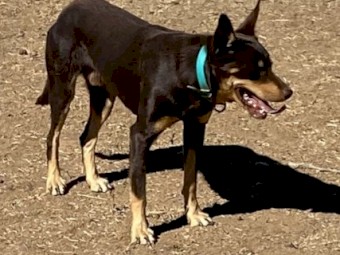 Kelpie Dog