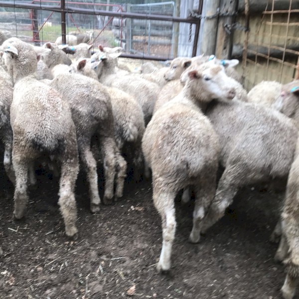 Suffolk Cross Merino lambs