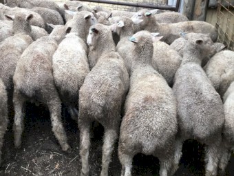 Suffolk Cross Merino lambs