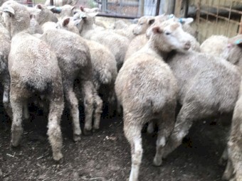 Suffolk Cross Merino lambs