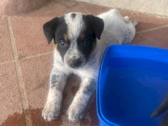 Male Purebred Blue Heeler Australian Cattle Dog Pup FOR SALE 