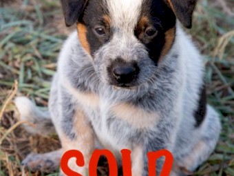 Male Purebred Blue Heeler Australian Cattle Dog Pup FOR SALE 