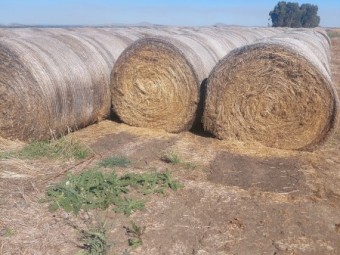 Rye, Phalaris, Clover Hay 5x4 Rolls