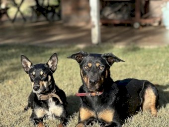 Kelpies pups and Started working dogs