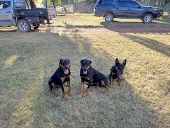 Kelpies pups and Started working dogs