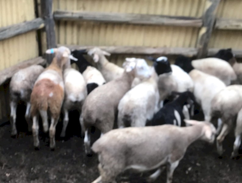 Dorper lambs 