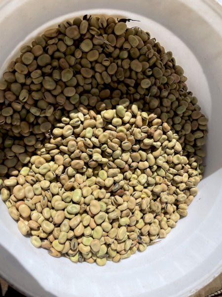 Faba Beans Warda’