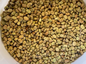 Faba Beans Warda’