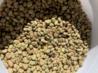 Faba Beans Warda’