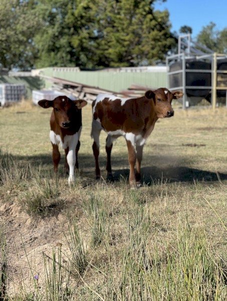 WANTED Cattle Agistment | Farm Tender