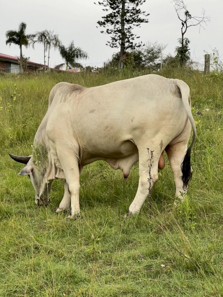 Grey Brahman Bull - 3 years old | Farm Tender