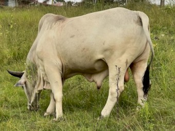 Grey Brahman Bull - 3 years old