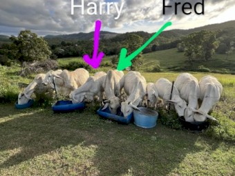 Grey Brahman Bull - 3 years old