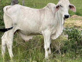 Brahman Yearling 
