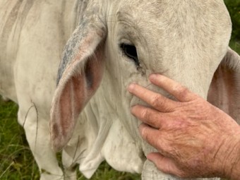 Brahman Yearling 