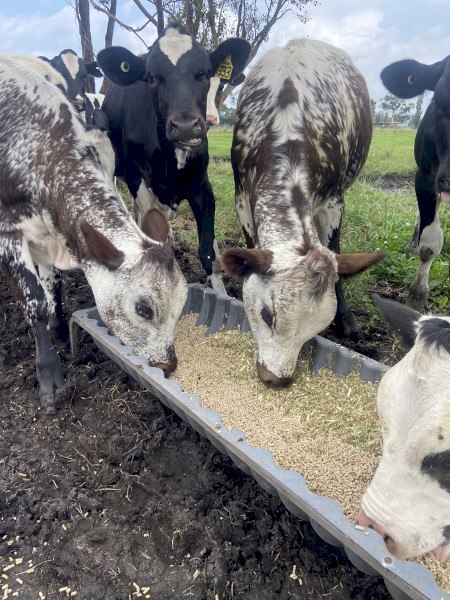 Friesian x Speckle and Jersey x Speckle