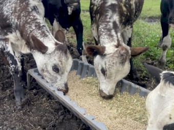 Friesian x Speckle and Jersey x Speckle