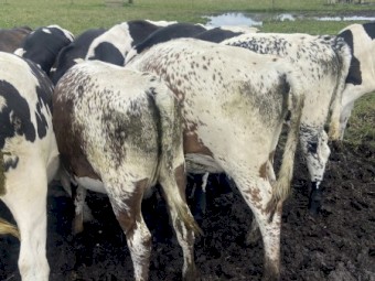 Friesian x Speckle and Jersey x Speckle