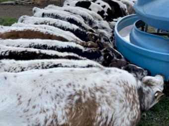 Friesian x Speckle and Jersey x Speckle