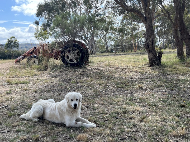 Livestock Guardian (LSG) Puppies - Maremmas - Maremmano-Abruzzese - Soon to be Microchipped