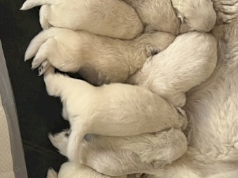 Livestock Guardian (LSG) Puppies - Maremmas - Maremmano-Abruzzese - Soon to be Microchipped