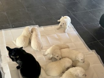 Livestock Guardian (LSG) Puppies - Maremmas - Maremmano-Abruzzese - Soon to be Microchipped