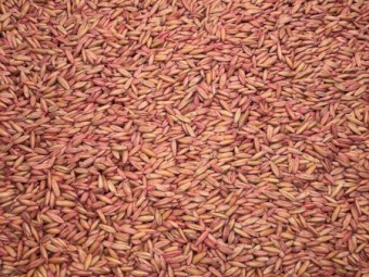 8t Yallara Oat Seed