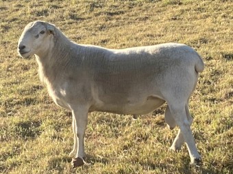 Australian White Ram