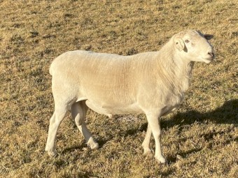 Australian White Ram