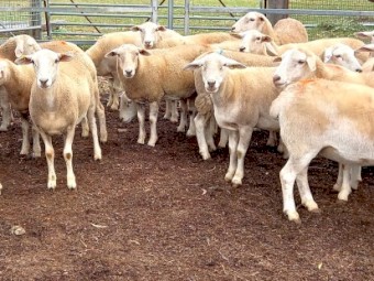 AUSTRALIAN WHITE EWES HOGGETS JOINED to TATTYKEEL RAMS TOP QUALITY REDHILLS AUSTRALIAN WHITE EWES x 40