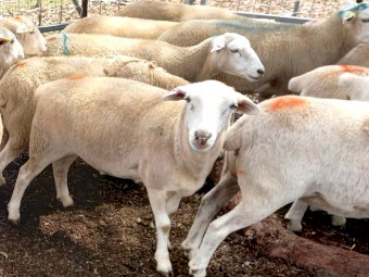 AUSTRALIAN WHITE EWES HOGGETS JOINED to TATTYKEEL RAMS TOP QUALITY REDHILLS AUSTRALIAN WHITE EWES x 40