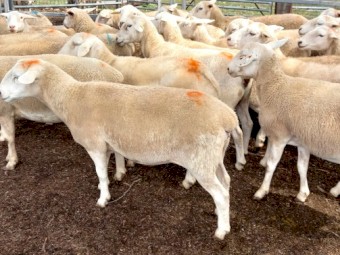 AUSTRALIAN WHITE EWES HOGGETS JOINED to TATTYKEEL RAMS TOP QUALITY REDHILLS AUSTRALIAN WHITE EWES x 40