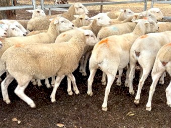 AUSTRALIAN WHITE EWES HOGGETS JOINED to TATTYKEEL RAMS TOP QUALITY REDHILLS AUSTRALIAN WHITE EWES x 40