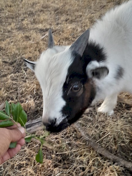 Pygmy goats x 2