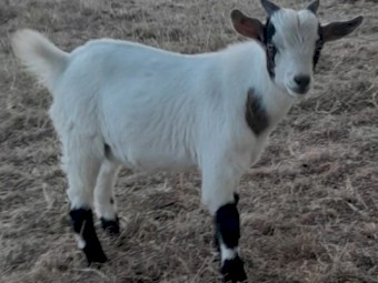 Pygmy goats x 2