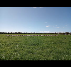 For Sale 520 acres Locksley VICTORIA