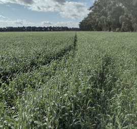 For Sale 520 acres Locksley VICTORIA