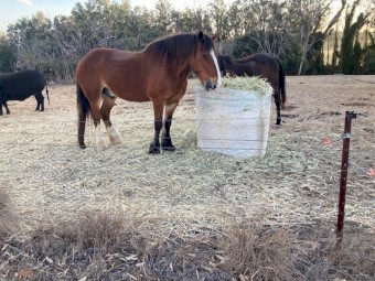 Excellent Quality Lucerne 4*4  Hay