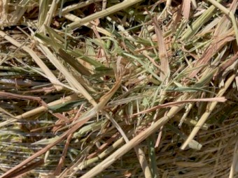 Excellent Quality Lucerne 4*4  Hay