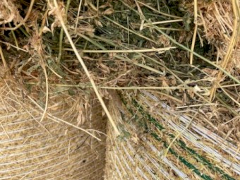 Excellent Quality Lucerne Small Squares - new season