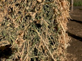 Excellent Quality Lucerne Small Squares - new season