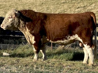 Stud Hereford Bull Aintree Farm T002 Toro
