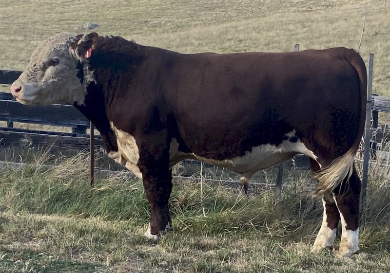 Stud Hereford Bull Aintree Farm T005 Tyrus