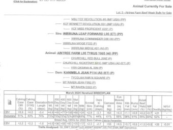 Stud Hereford Bull Aintree Farm T005 Tyrus