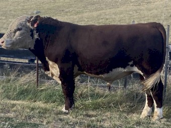 Stud Hereford Bull Aintree Farm T005 Tyrus