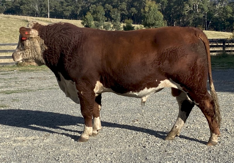 Stud Hereford Bull Aintree Farm T007 Trevor