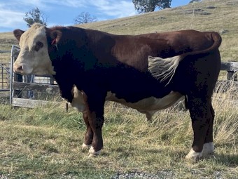 Stud Hereford Bull Aintree Farm T012 Tin Tin